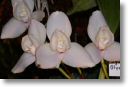 Neu-Ulmer Orchideentage 2012 078.jpg